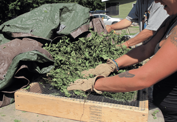 Garbling or separating the leaves and stalks of organic tulsi at Zack Woods Herb Farm, Vermont. Photo by Ann Armbrecht