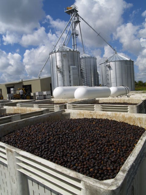 As part of the Sustainable Herbs Program efforts to highlight innovative approaches to tackling sustainability challenges in the industry, Ann spoke with Andrea Zangara, Scientific Marketing Manager at Euromed, an ingredient supplier in Barcelona, Spain, about upcycling residue from extracting saw palmetto fruit.