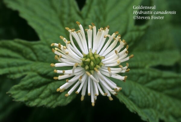 Goldenseal, Hydrastis canadensis in flower