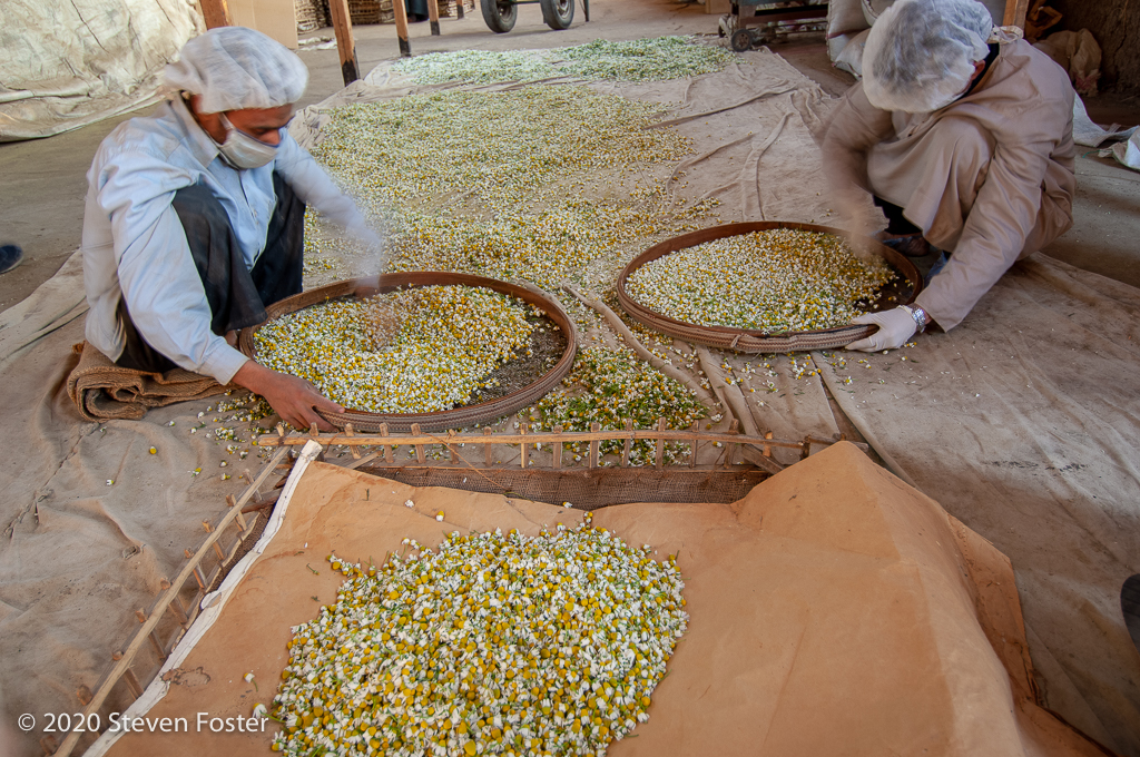 worker sifting seeds