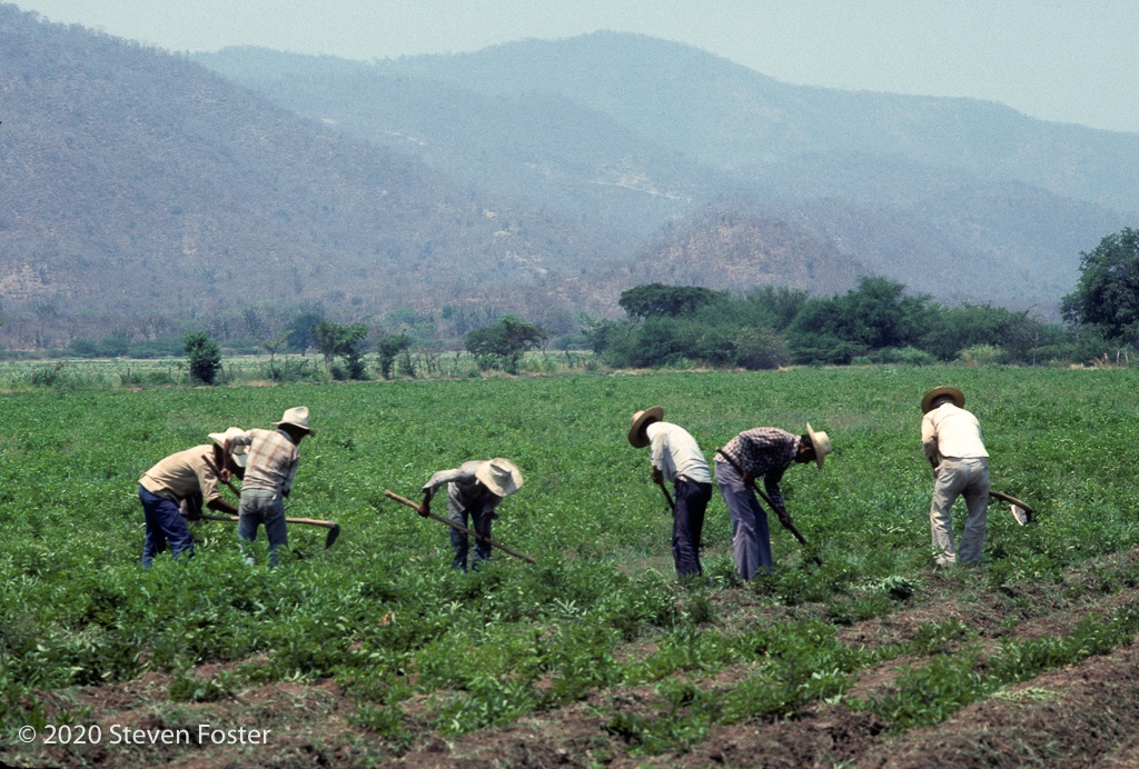 Workers in a well-cultivated field stoop to hoe, weed, and harvest