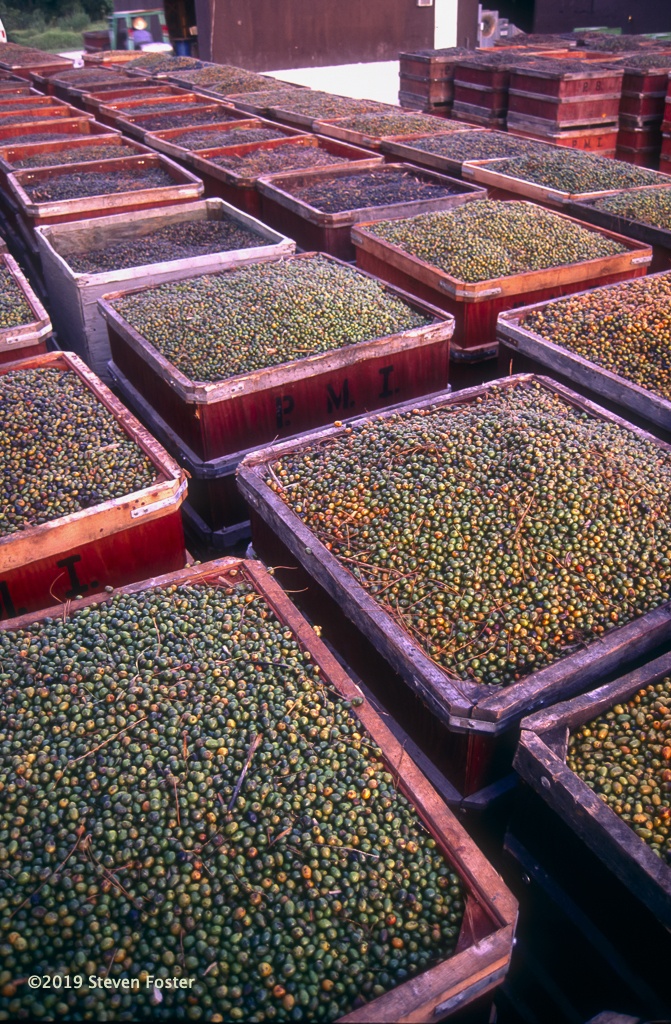 Saw Palmetto production, photo by Steven Foster.