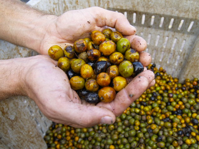 As part of the Sustainable Herbs Program efforts to highlight innovative approaches to tackling sustainability challenges in the industry, Ann spoke with Andrea Zangara, Scientific Marketing Manager at Euromed, an ingredient supplier in Barcelona, Spain, about upcycling residue from extracting saw palmetto fruit.