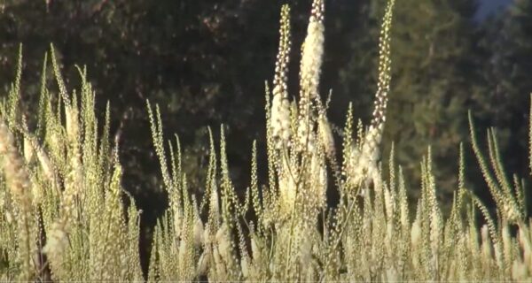 Sustainable Herbs Program: What is Sustainable Medicine? webinar