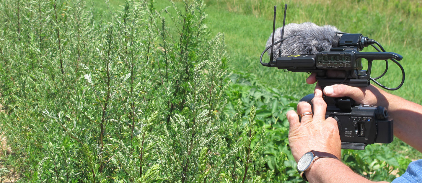 hands holding a microphone to a green field