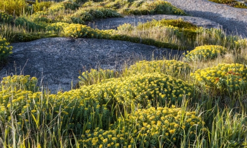 Rhodiola Rosea
