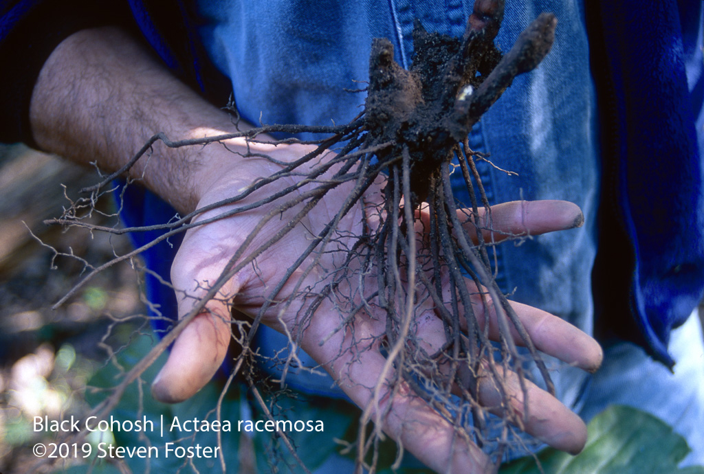 Black cohosh roots, Actaea racemosa, Cimicifuga racemosa, black snakeroot