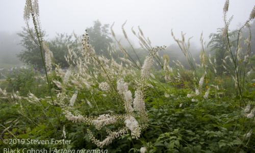 Black cohosh in flower