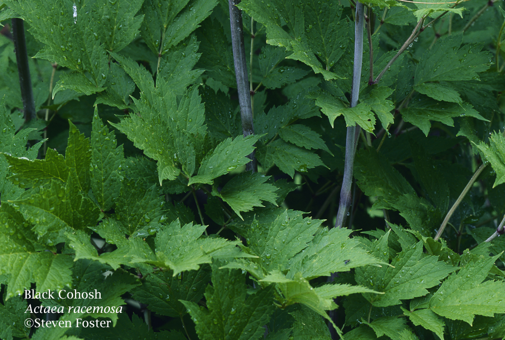 Black cohosh in leaves or plant in habitat, Actaea racemosa, Cimicifuga racemosa, black snakeroot