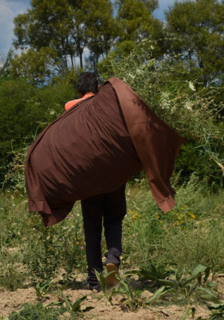 Weeding comfrey fields in southern Bulgaria