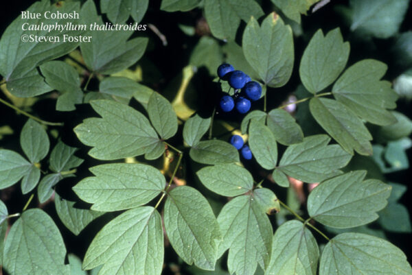 Caulophyllum thalictroides, Blue Cohosh