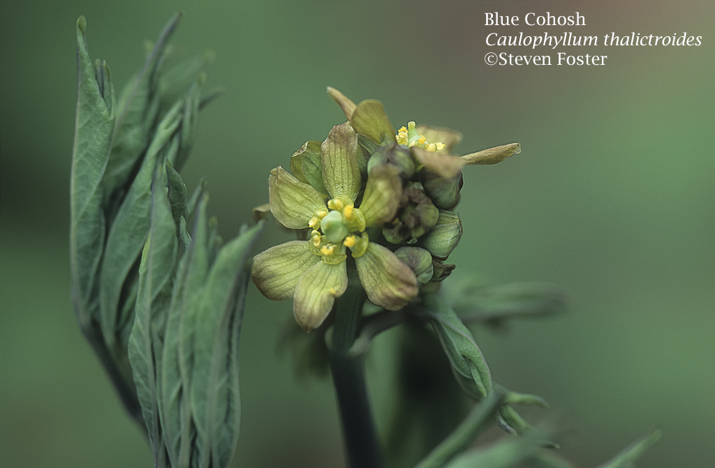 Caulophyllum thalictroides, Blue Cohosh