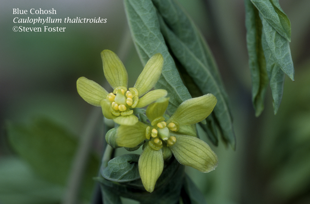 Caulophyllum thalictroides, Blue Cohosh