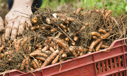 Turmeric, turmeric root, Turmeric root production, Curcuma longa