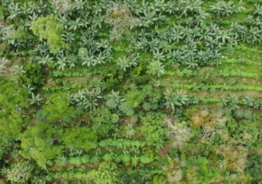 view from drone of lush green herbs