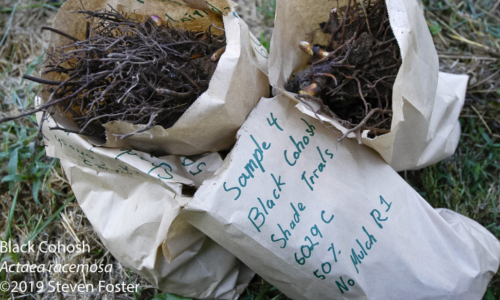 Black Cohosh root trial harvest