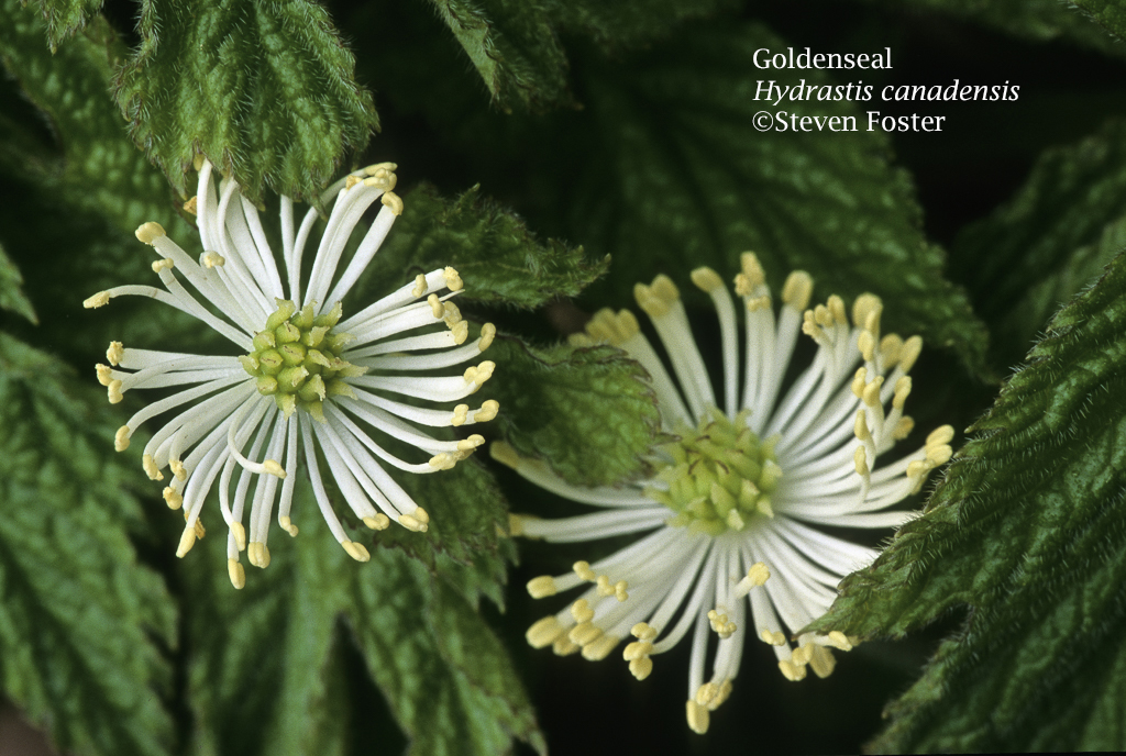 Goldenseal, Hydrastis canadensis in flower