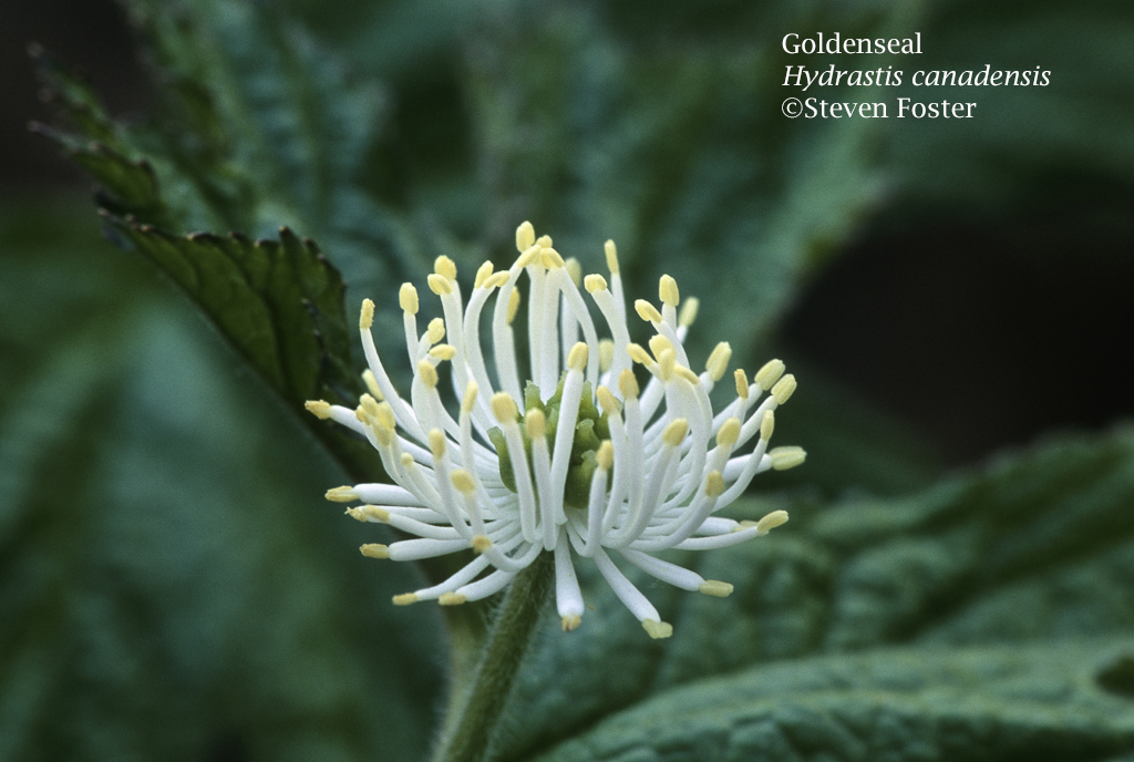 Goldenseal, Hydrastis canadensis in flower