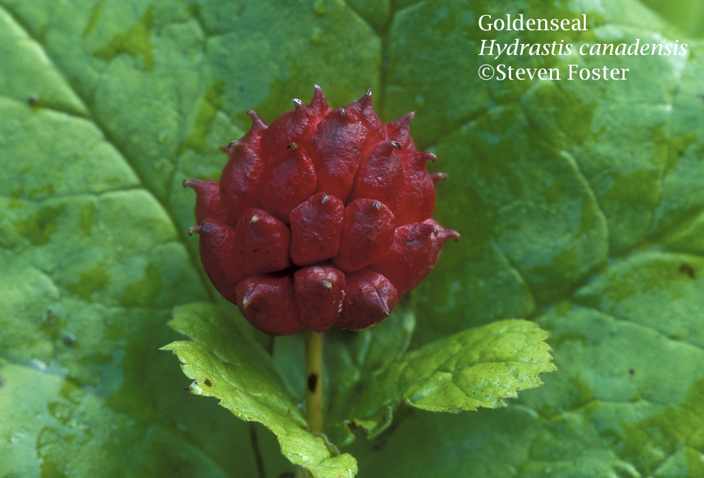 Goldenseal, Hydrastis canadensis with it's red raspberry-look belies its insipid taste. Never heard of goldenseal fruit growers have you? Well, there's good reason. Root traditionally used in tea or tincture to treat inflamed mucous membranes of mouth, throat, digestive system, uterus, also used for jaundice, bronchitis, pharyngitis, gonorrhea. Tea (wash) a folk remedy for eye infections. Recent research suggests a synergistic action of the major alkaloids in producing muscle-spasm reducing activity. When any single alkaloid was removed from the mix, the effect was greatly lessened.