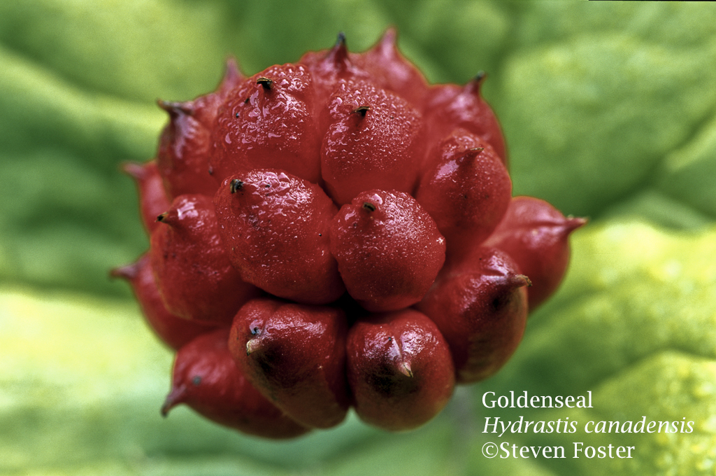 Goldenseal, Hydrastis canadensis with it's red raspberry-look belies its insipid taste. Never heard of goldenseal fruit growers have you? Well, there's good reason. Root traditionally used in tea or tincture to treat inflamed mucous membranes of mouth, throat, digestive system, uterus, also used for jaundice, bronchitis, pharyngitis, gonorrhea. Tea (wash) a folk remedy for eye infections. Recent research suggests a synergistic action of the major alkaloids in producing muscle-spasm reducing activity. When any single alkaloid was removed from the mix, the effect was greatly lessened.