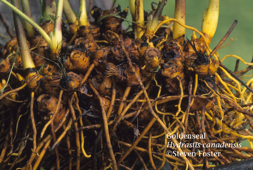 Goldenseal root, Hydrastis canadensis root