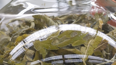 processing herbs in a lab: Solvents and Green Chemistry