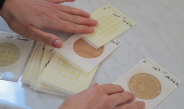 examining cultures microscopically