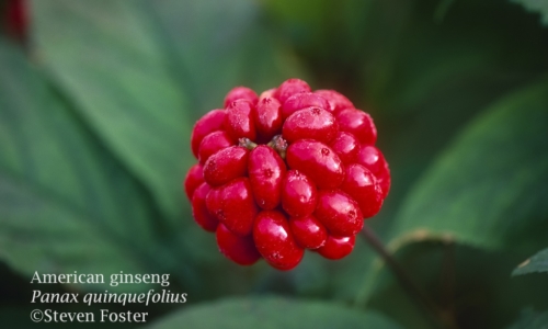 American ginseng