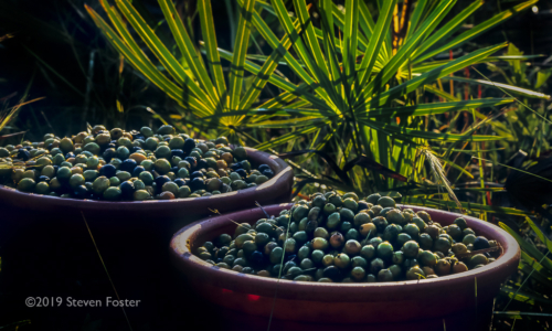 Saw Palmetto