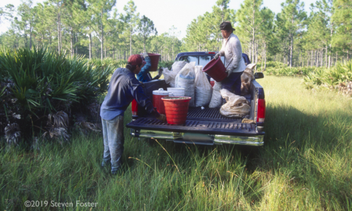 Saw Palmetto Berry Harvest, Serenoa repens, Sabal serrulata, Harvesting palmetto berries
