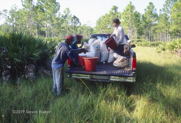Loading a pick-up with saw palmetto berries. Photo by Steven Foster.