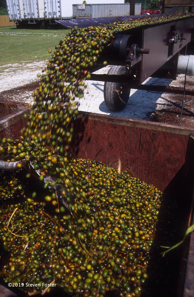 Fresh berries arriving to a production facility. Photo by Steven Foster.