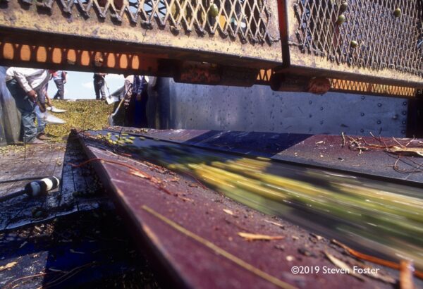 Unloading saw palmetto berries from a truck to a conveyor belt. Photo by Steven Foster.