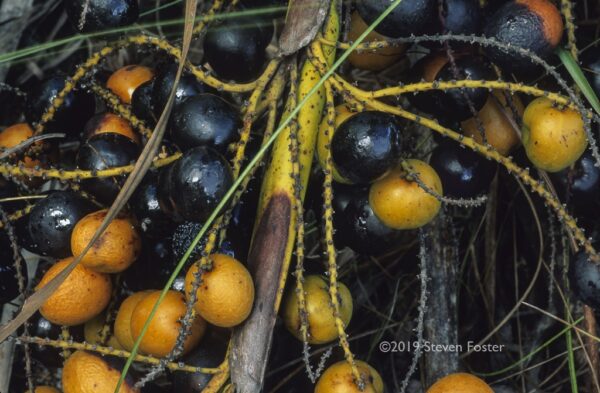 Serenoa repens, Saw palmetto fruit, Sabal serrulata