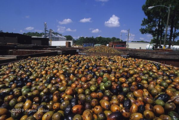 Fresh saw palmetto berries ready to haul to a dryer. Photo by Steven Foster.