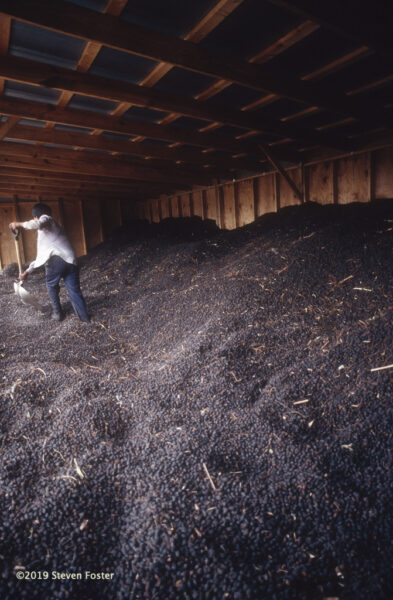 Turning nearly dried berries by hand in a commercial dryer. Photo by Steven Foster.