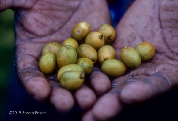 A picker’s handful of fresh saw palmetto berries. Photo by Steven Foster.