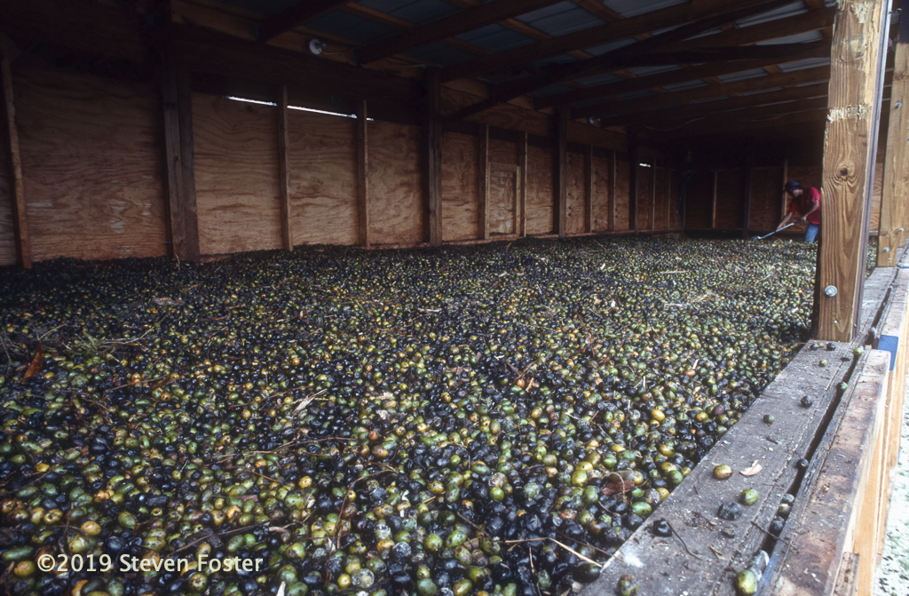 Fresh berries in a commercial dryer. Photo by Steven Foster.