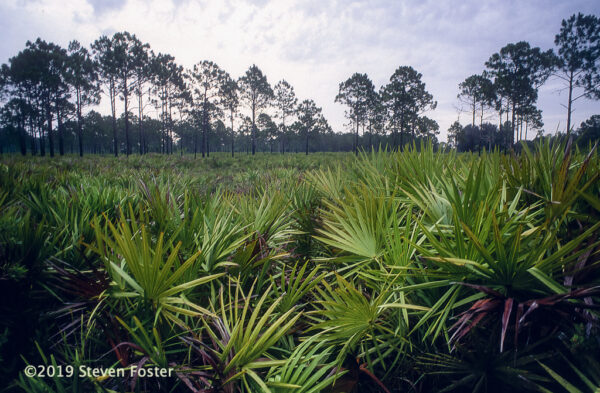 Typical saw palmetto scrub pine habitat in south-central Florida. Photo by Steven Foster.