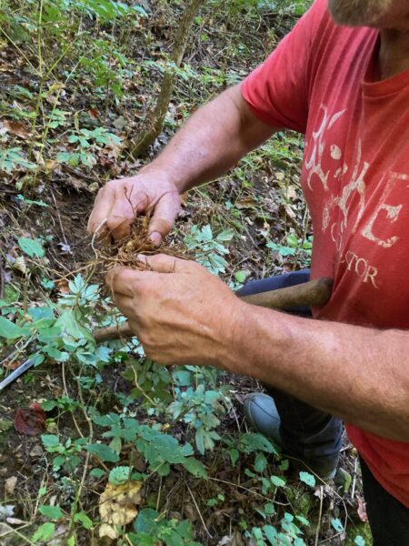 Appalachia roots