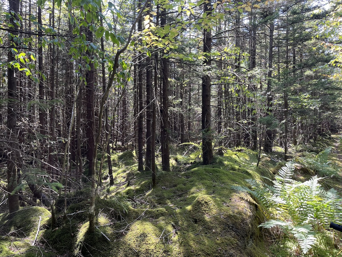 Appalachian woods