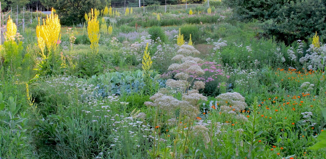 Avena gardens in summer