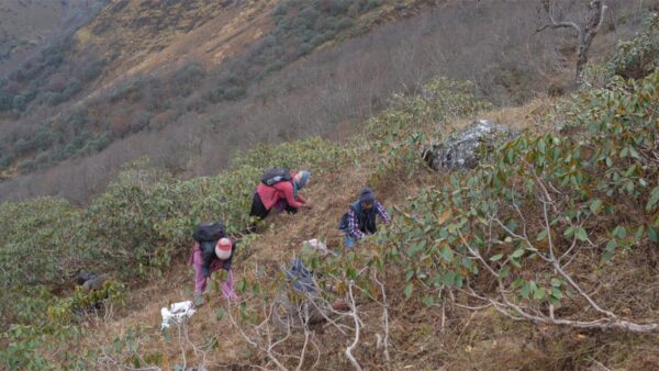 Harvesting jatamansi in NW Nepal