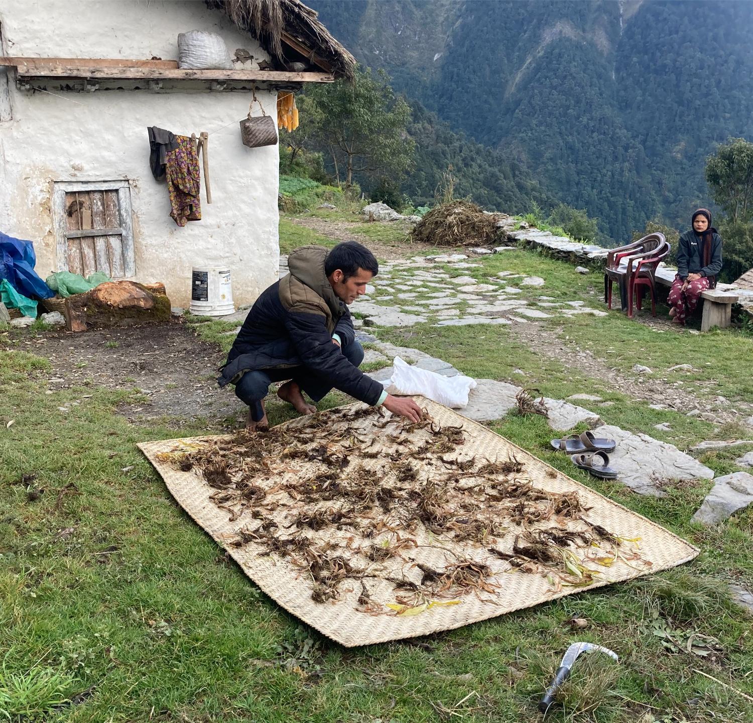 Drying Jatamansi in northwest Nepal
