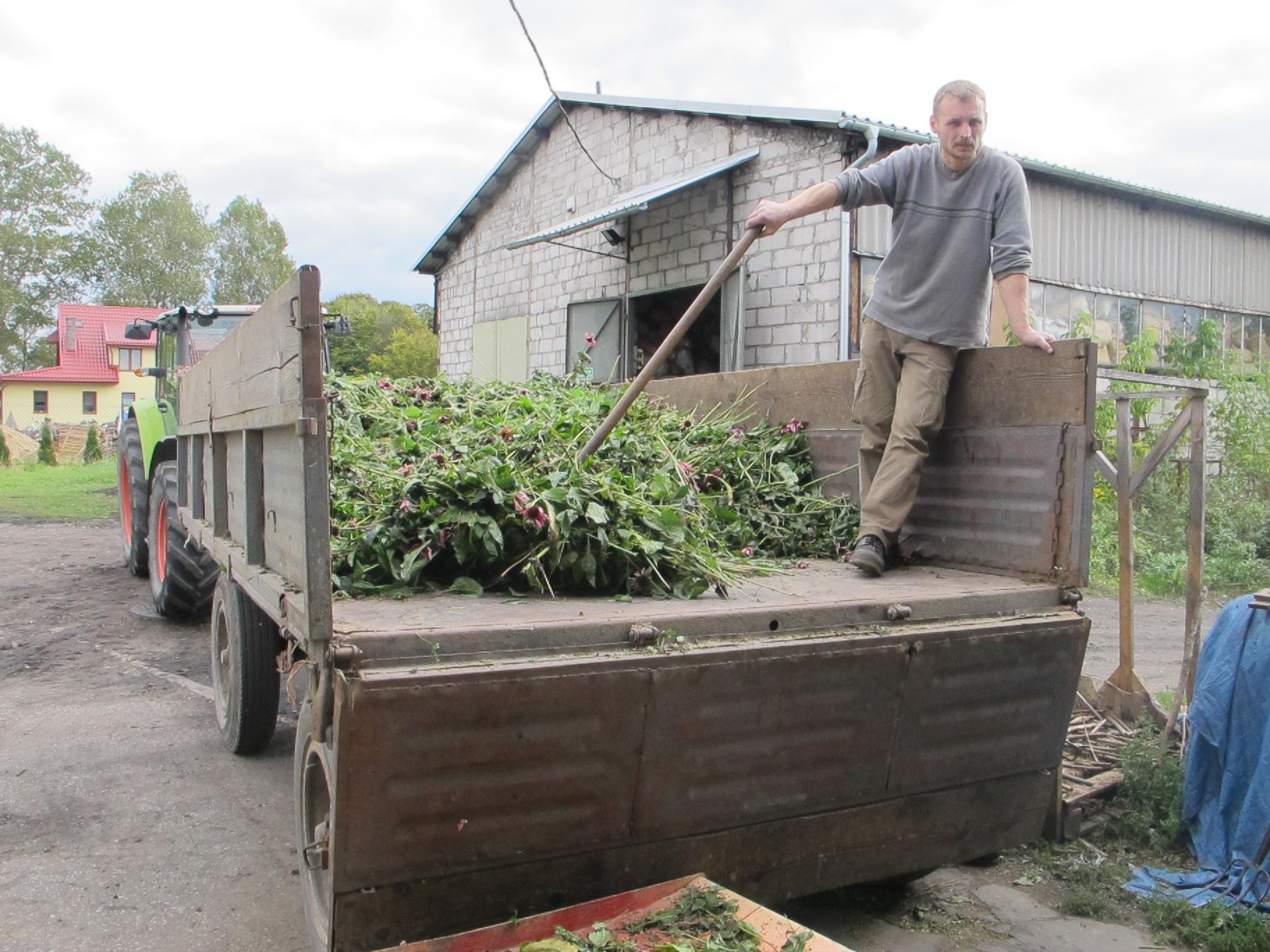 Echinacea delivery, eastern Poland.