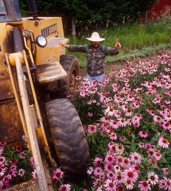 Echinacea purpurea farming and commercial cultivation.