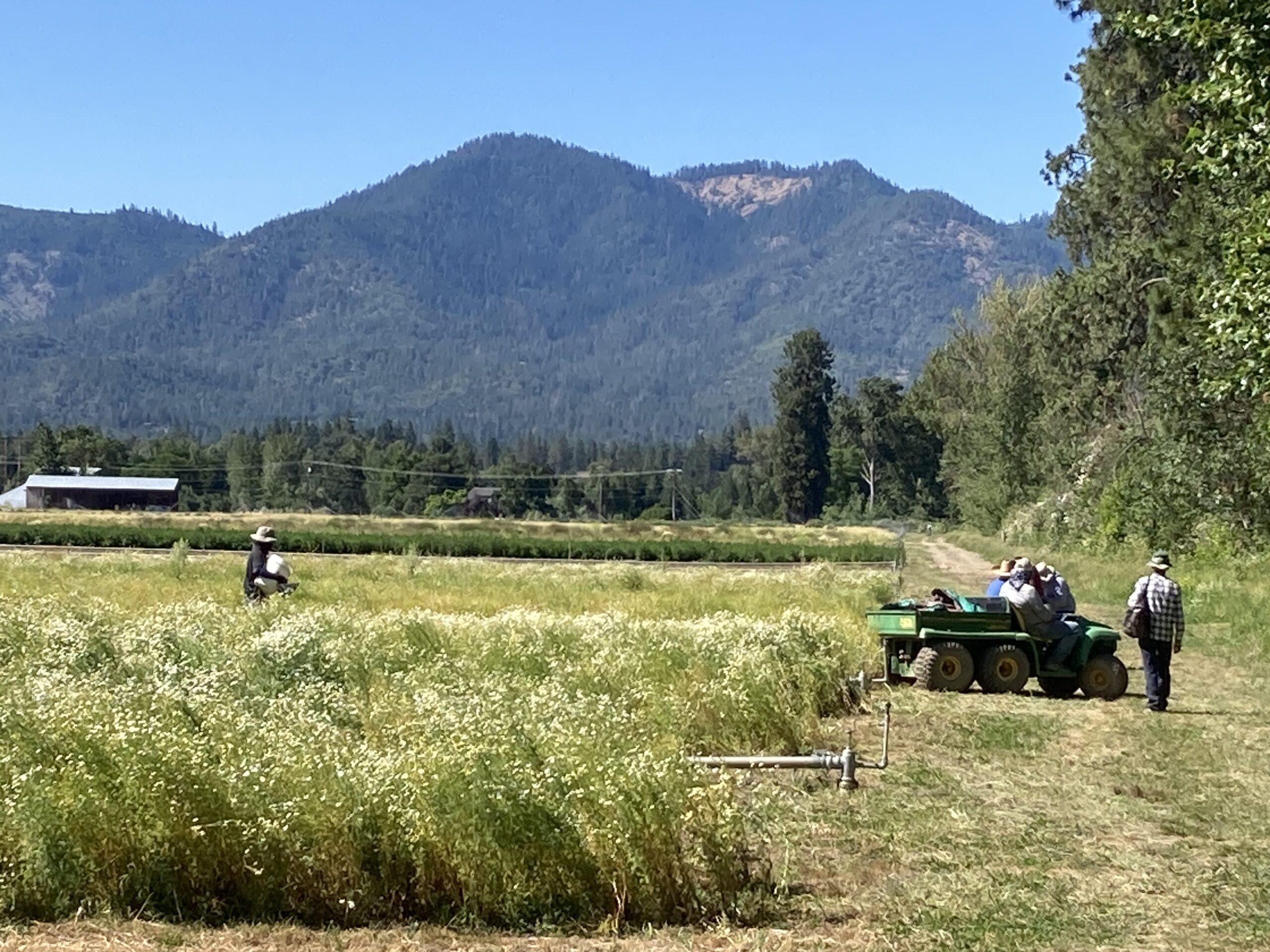 Harvesting chamomile at Oshala Farm