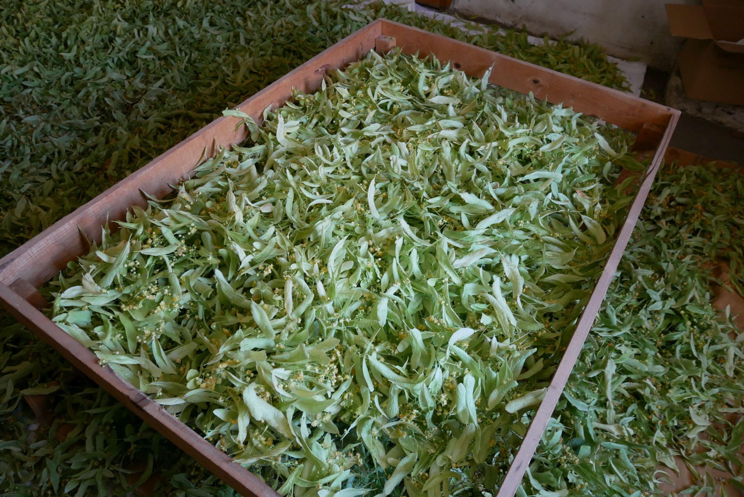 Linden flowers drying, l'Herbier du Diois Farm, France.