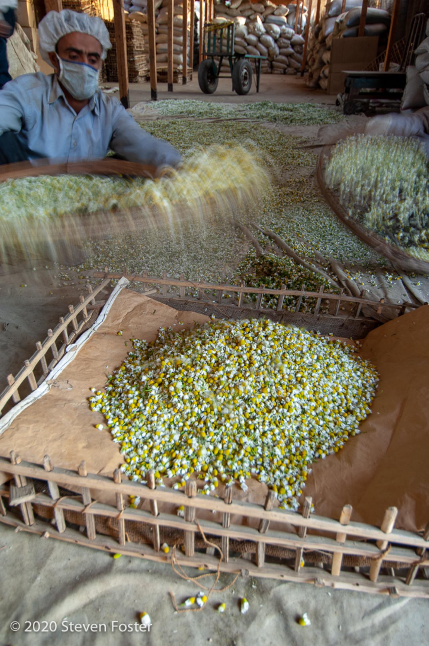 Chamomile in Egypt