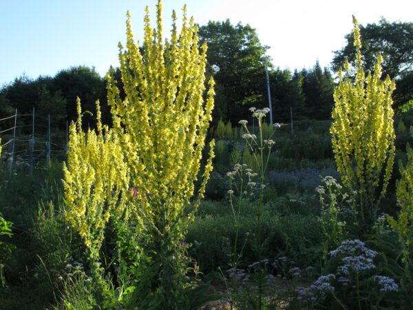 Mullein at Avena Botanicals
